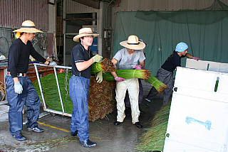 畳みの原料　イ草の生産　作業